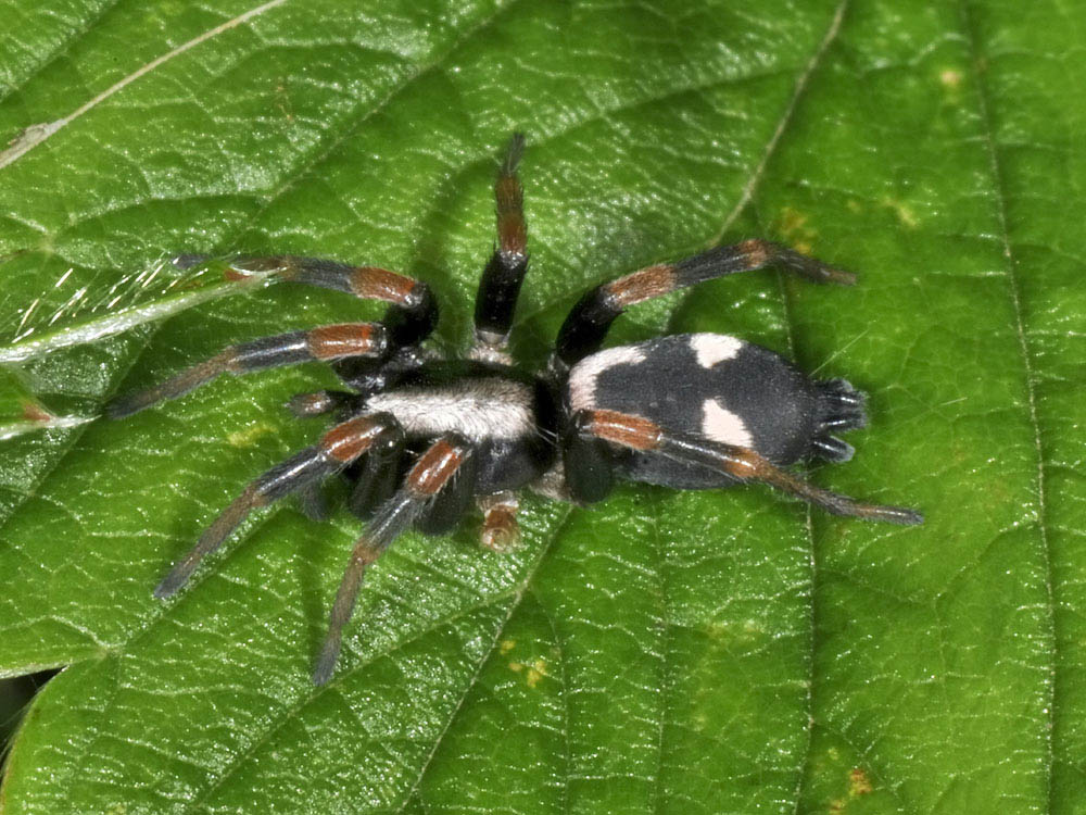 Kishidaia conspicua - Avigliana (TO)